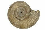 Toarcian Ammonite (Dumortieria) Fossil - Germany #249036-1